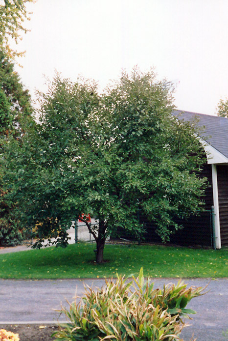 Montmorency Cherry (Prunus 'Montmorency') at Wasco Nursery