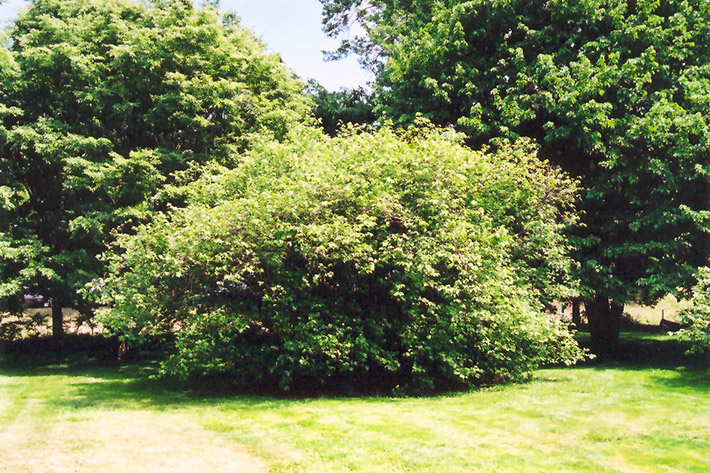 American Hazelnut (Corylus americana) at Wasco Nursery
