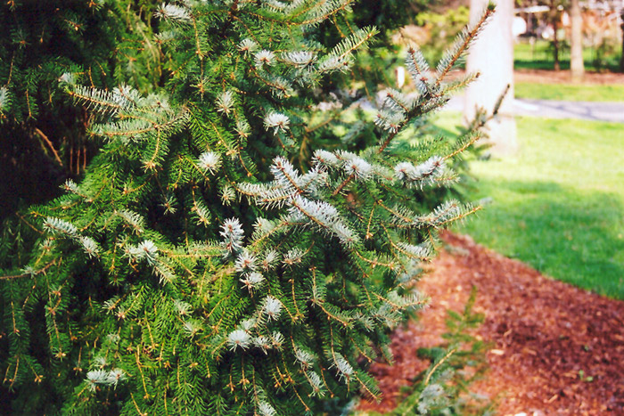 Serbian Spruce (Picea omorika) at Wasco Nursery