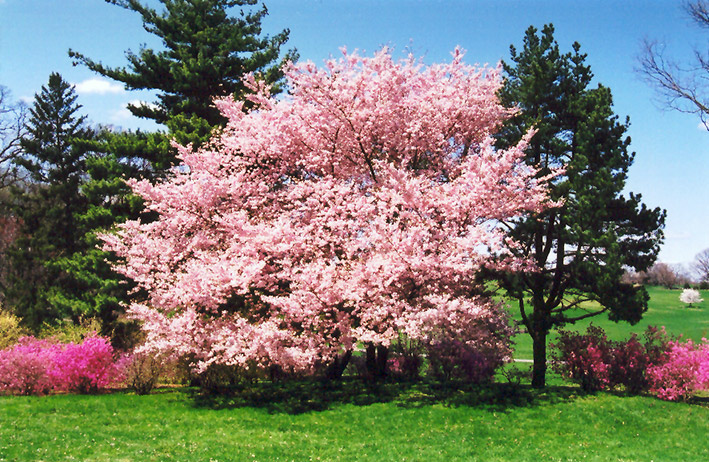 Accolade Flowering Cherry Prunus