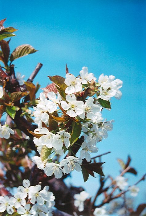 Bing Cherry (Prunus avium 'Bing') at Wasco Nursery