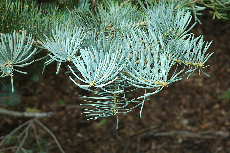 White Fir (Abies concolor) at Wasco Nursery