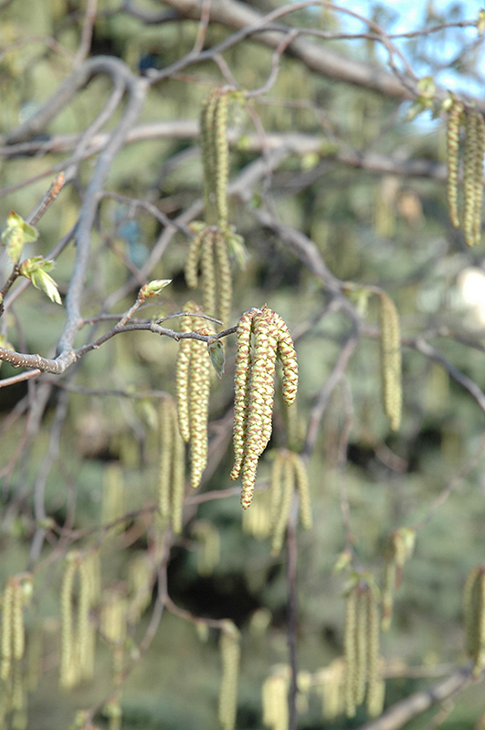 Hop Hornbeam (Ostrya virginiana) at Wasco Nursery