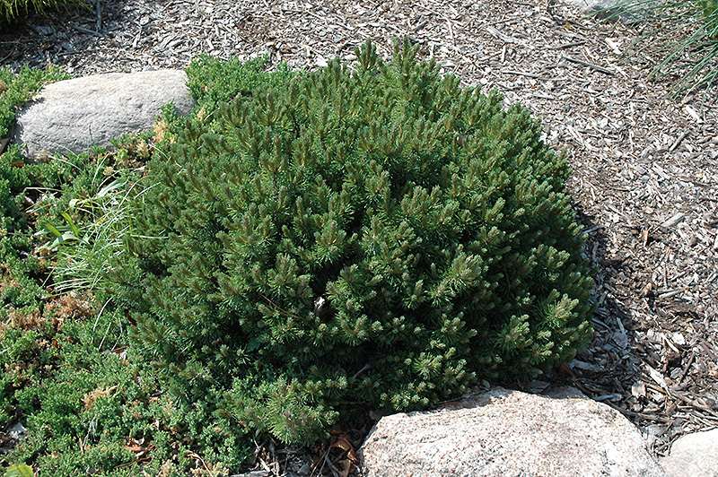 Valley Cushion Mugo Pine (Pinus mugo 'Valley Cushion') in ...