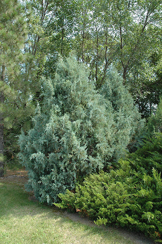 Wichita Blue Juniper (Juniperus scopulorum 'Wichita Blue') at Wasco Nursery
