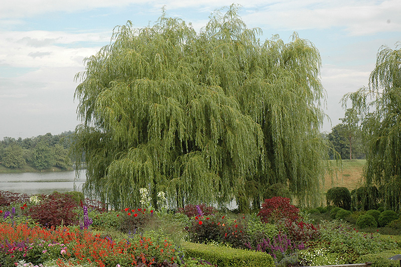 Golden Weeping Willow (Salix alba 'Tristis') at Wasco Nursery