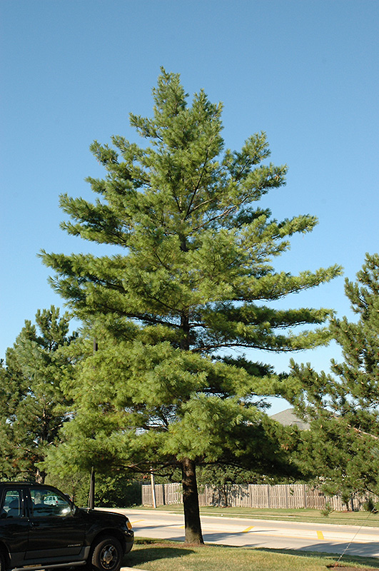 White Pine (Pinus strobus) at Wasco Nursery