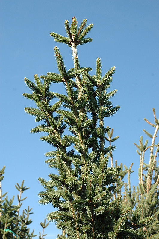 Columnar Norway Spruce (Picea abies 'Cupressina') at Wasco Nursery