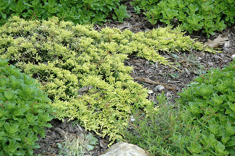 Почвопокровные можжевельники сорта с фото Mother Lode Juniper (Juniperus horizontalis 'Mother Lode') in Columbus Dublin De