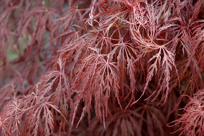 Crimson Queen Japanese Maple (Acer palmatum 'Crimson Queen') at Wasco Nursery