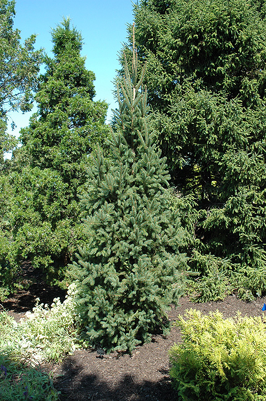 Columnar Norway Spruce (Picea abies 'Cupressina') at Wasco Nursery