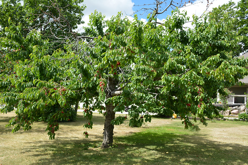Bing Cherry (Prunus avium 'Bing') at Wasco Nursery