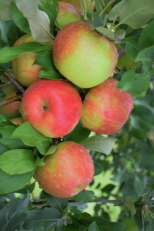 Honeycrisp Apple (Malus 'Honeycrisp') at Wasco Nursery