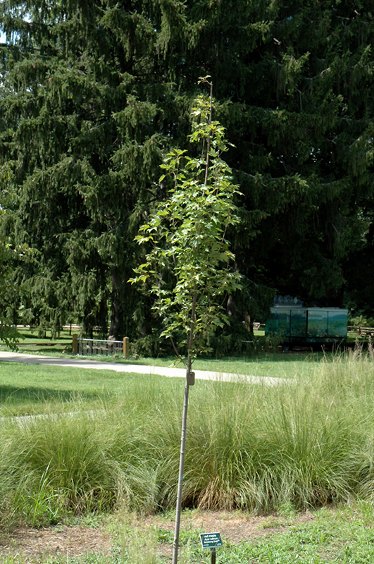 Armstrong Gold Red Maple (Acer rubrum 'JFS-KW78') at Wasco Nursery