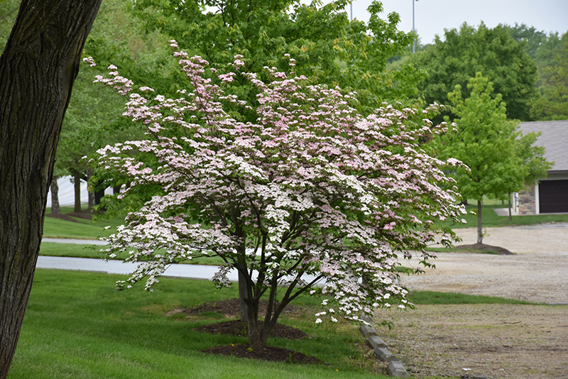Stellar Pink Flowering Dogwood (Cornus 'Stellar Pink') at Wasco Nursery