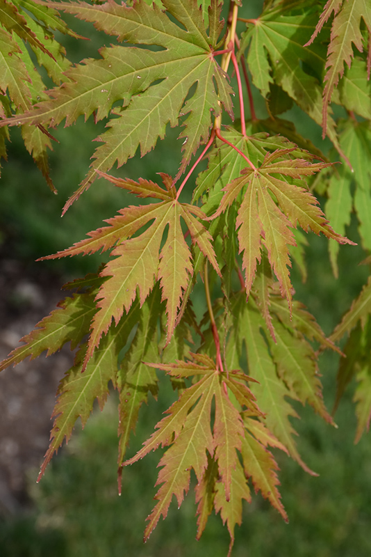North Wind Maple (Acer 'IsINW') at Wasco Nursery