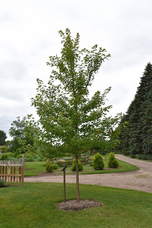 Matador Maple (Acer x freemanii 'Bailston') at Wasco Nursery