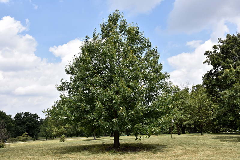Black Oak (Quercus velutina) at Wasco Nursery