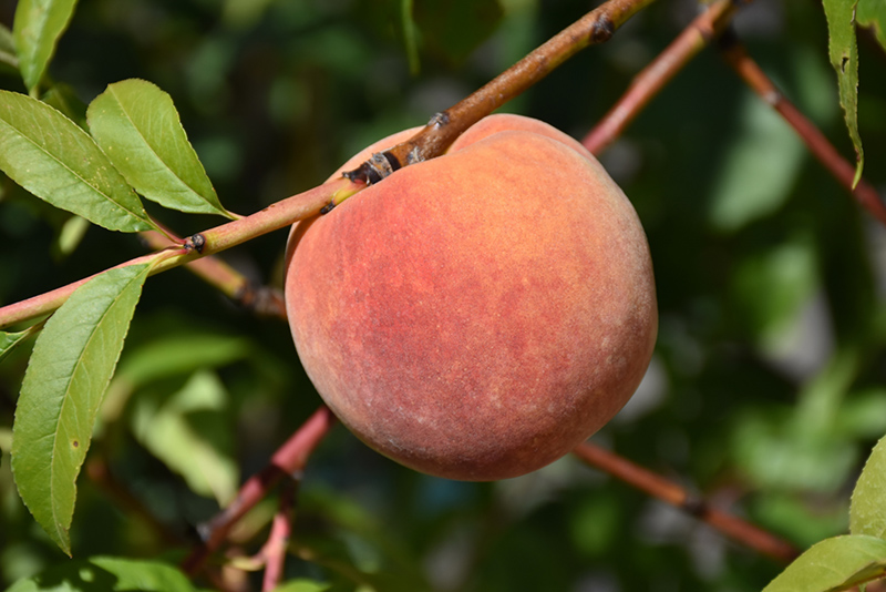 Redhaven Peach (Prunus persica 'Redhaven') at Wasco Nursery