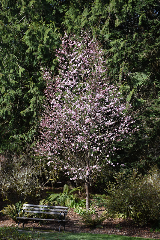 Pink Flair Sargent Cherry (Prunus sargentii 'JFS-KW58') at Wasco Nursery