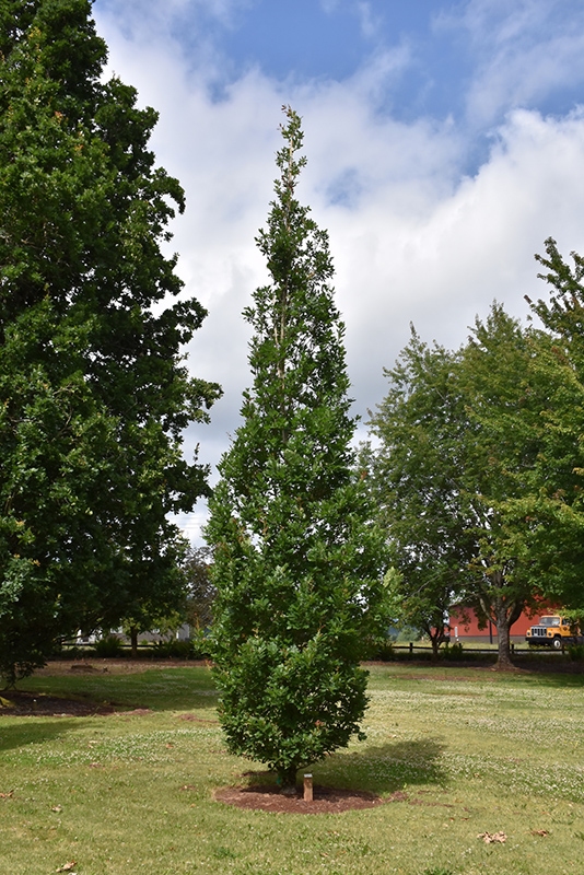 Streetspire Oak (Quercus 'JFS-KW1QX') at Wasco Nursery