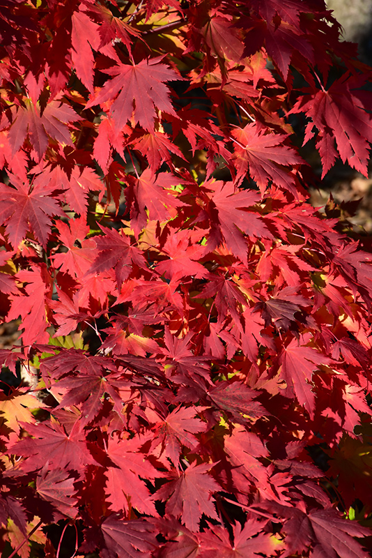 Northern Glow Maple (Acer 'Hasselkus') at Wasco Nursery