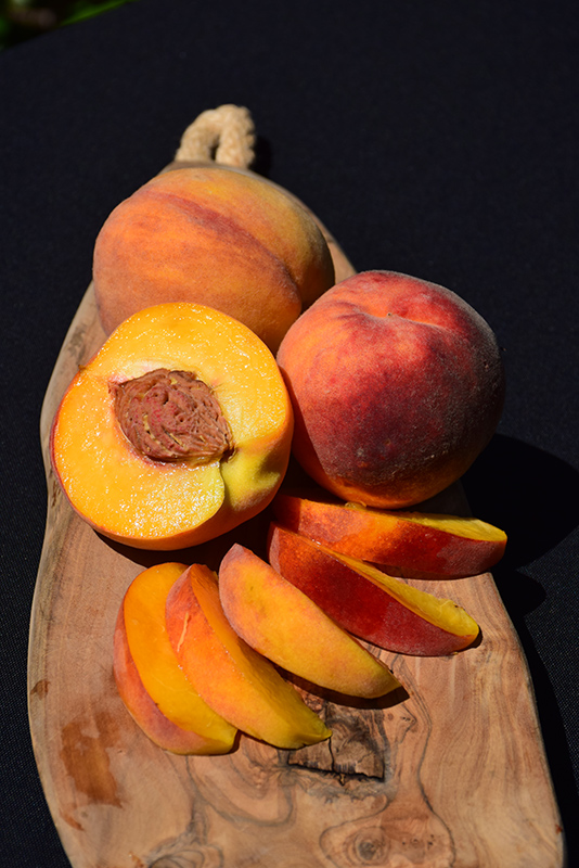 Elberta Peach (Prunus persica 'Elberta') at Wasco Nursery