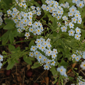 Plant Photo 4