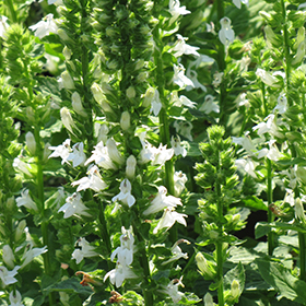 Plant Photo 1