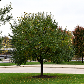 Image of Summer charm lilac tree 2