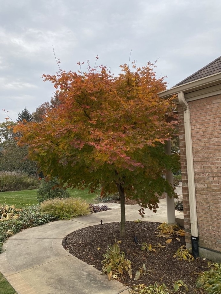 North Wind Maple (Acer 'IsINW') at Wasco Nursery
