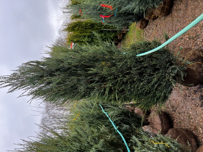 Skyrocket Juniper (Juniperus scopulorum 'Skyrocket') at Wasco Nursery