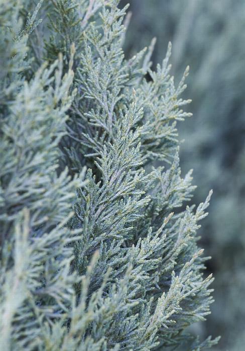 Wichita Blue Juniper (Juniperus scopulorum 'Wichita Blue') at Wasco Nursery